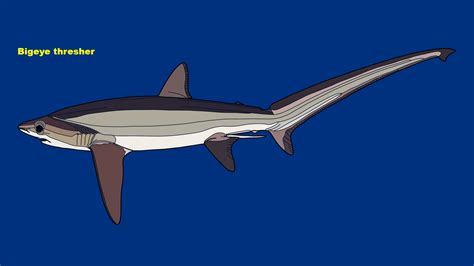 Bigeye thresher (Alopias superciliosus) - ZooChat