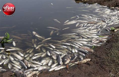 World Fisheries Day 2018: India’s Increasing Fish Kill Incidents – SANDRP