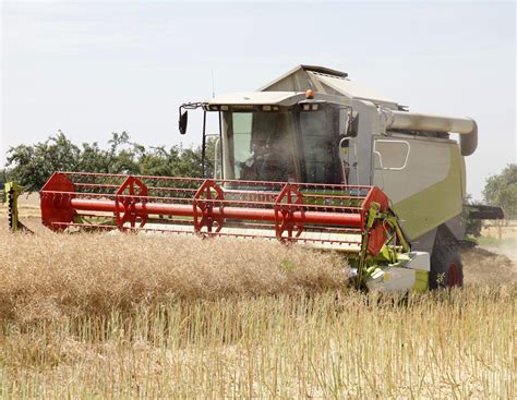 Rapspreise in drei Wochen 35 Euro gestiegen | agrarheute.com