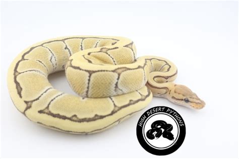Image result for Pin Strip Ghost Ball Python