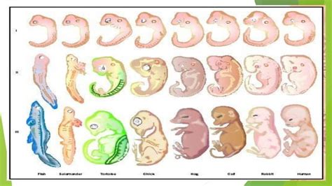 Life Science Theories 的图像结果