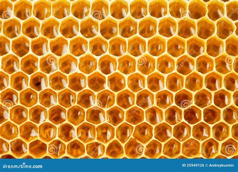Bee Honey in Honeycomb Closeup Stock Photo - Image of healthy, clear ...