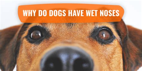Why Do Dogs Have Wet Noses? – Reasons, Illness and FAQ