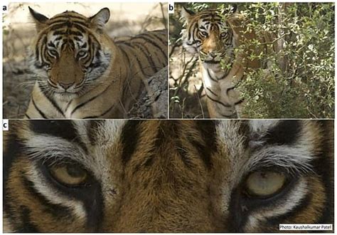 Conservation not enough for the highly inbred Ranthambore tigers — they ...