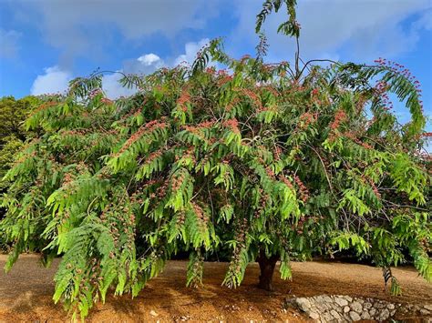 Best Cassia Javanica Plants Trees Nurseries Near To Me Kadiyam India ...