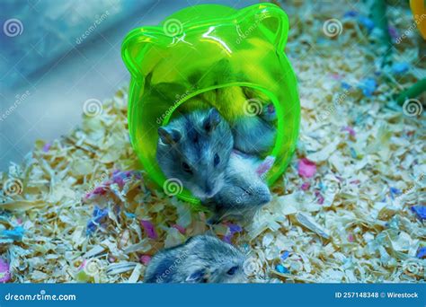 Closeup of Cute Fat-tailed Gerbils (Pachyuromys Duprasi) in a Plastic ...