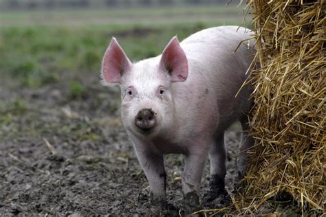 Meat Reduction Quiz: Environment | World Animal Protection