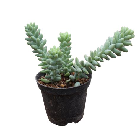 Burro's Tail 4inch Succulent – Shapemygarden
