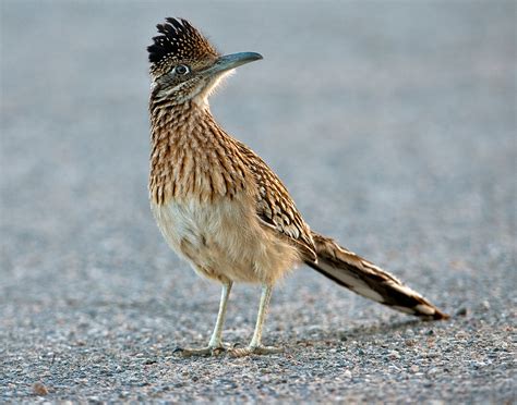 Road Runner Running 的图像结果