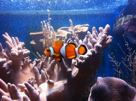 Meerwasserquarium mit Unterschrank 250l Inhalt und Zubehör in ...