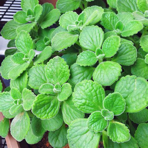 Oregano Leaf Uses at Tayla Currey blog