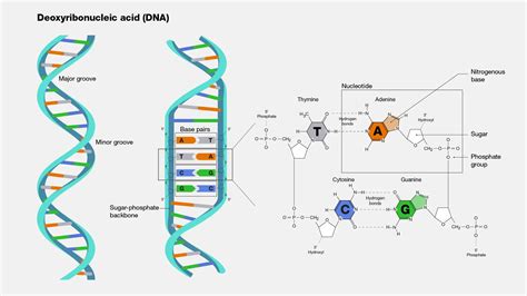 DNA (Deoxyribonucleic Acid) - Structure, Types, Replication
