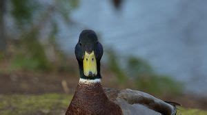 Duck wallpapers hd, desktop backgrounds, images and pictures