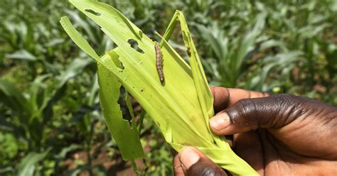 Fall Armyworm insect recently detected in India likely to spread to ...