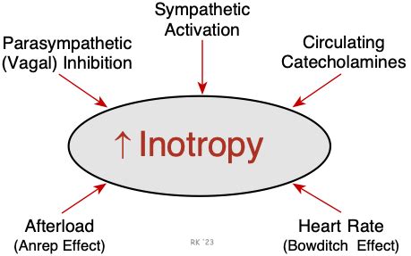 Inotrope Definition 的图像结果