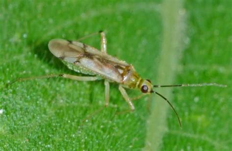 Insect Pests