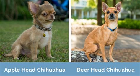 Apple Head Chihuahua