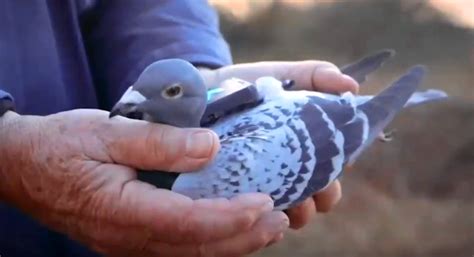 Animal tagging: Increasing use of biologging devices brings new ethical ...