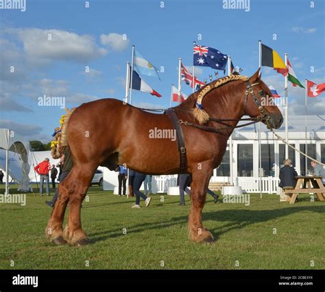15.08.19 Suffolk Punch Horse An endangered species Stock Photo - Alamy