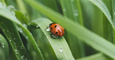 Local Food Web 的图像结果