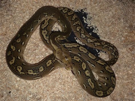 Image result for Purple Morph Reticulated Python