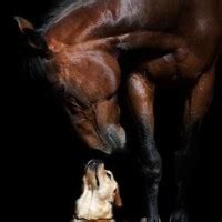 Susan Alfano - Real Estate Broker | LinkedIn