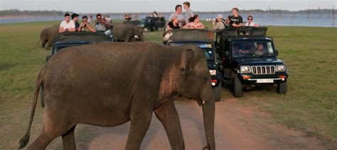 Dudhwa National Park Uttar Pradesh India