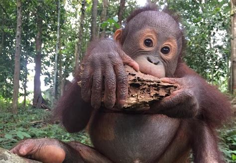 Rescue Orangutan Indra - FOUR PAWS International - Animal Welfare ...