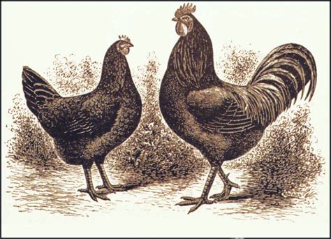 Image result for Black Java Chicks