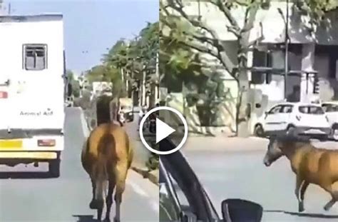 Heart-touching video of a horse running behind an ambulance taking his ...