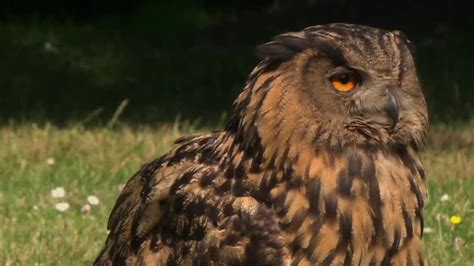 Watch Owls: Masters of the Night (2020) - Free Movies | Tubi