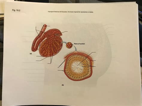 Image result for Testes Structure Class 12