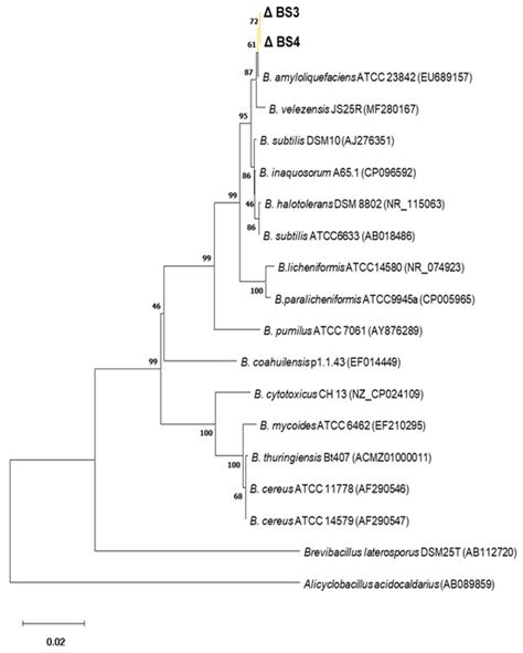 Antimicrobial Activity of Bacillus amyloliquefaciens BS4 against Gram ...
