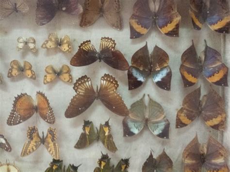 Wankhar Entomology Museum, Shillong, ML