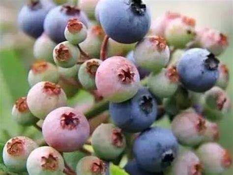 如何种植和栽培蓝莓 - 精选文章 - 德德沐农业文库共享网