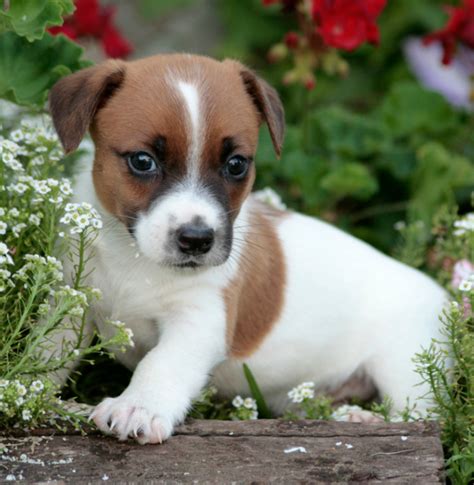 Jack Russell Terrier Welpen in 40547 | Tiere | Kleinanzeigen