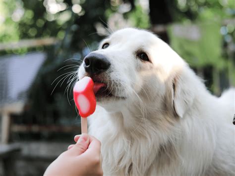 Can Dogs Eat Ice Cream? Is Ice Cream Safe For Dogs? - Rested Paws
