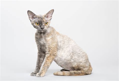 Devon Rex - The Cat Loop