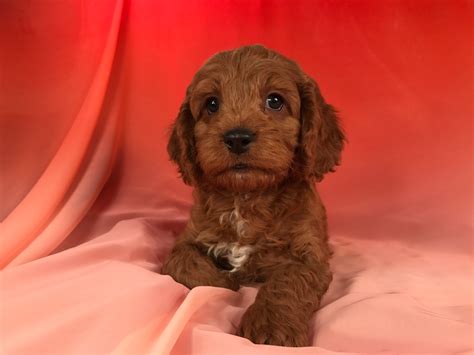Image result for Red Cockapoo Puppy