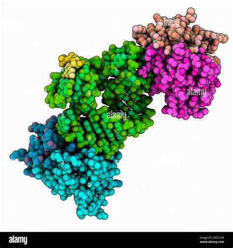 Human signal recognition particle protein Alu domain. Computer model ...