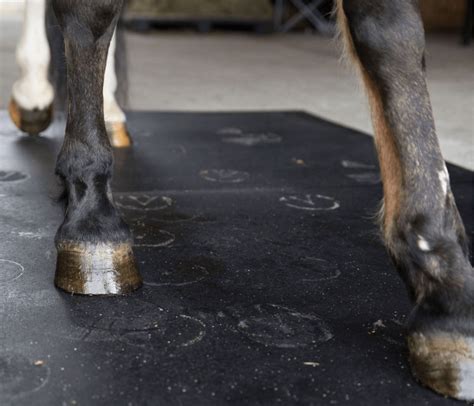 Equine Flooring | High-Quality Flooring | American Stalls
