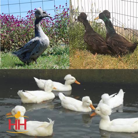 Assorted Crested Duck- Straight Run | Hoover's Hatchery