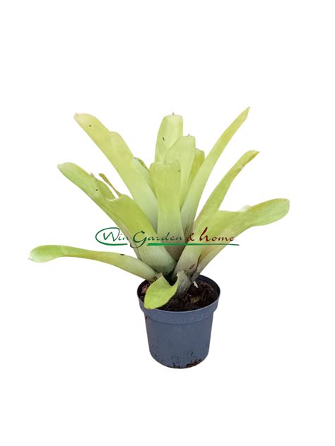 Aechmea gamosepala - Win Garden & Home