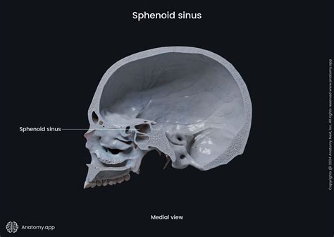 Sphenoidal sinus | Anatomy.app