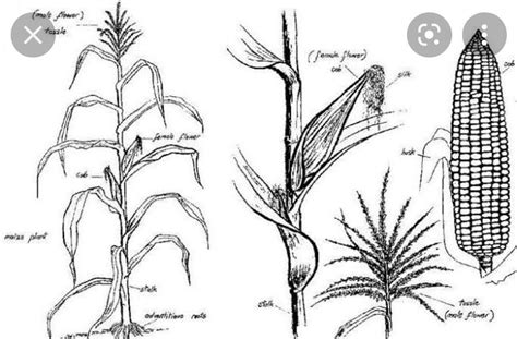 मक्का में परागण अनुकूलन का चित्र ? - Brainly.in