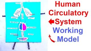 Circulatory System Working Model 的图像结果