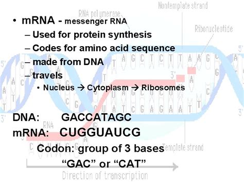 RNA Chain 的图像结果