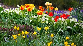 Image result for Good Morning Spring Flowers Gardens