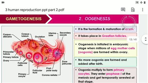 Image result for Human Reproduction YouTube