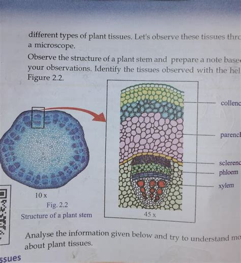 Observe the structure of the plant stem and prepare a note based on ...